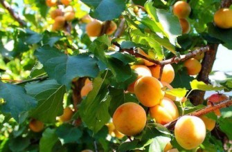 ผลแอปริคอต