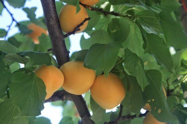 กิ่งที่มีแอปริคอต