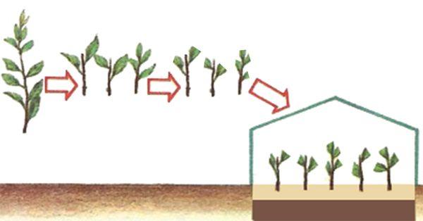 การเตรียมต้นกล้า