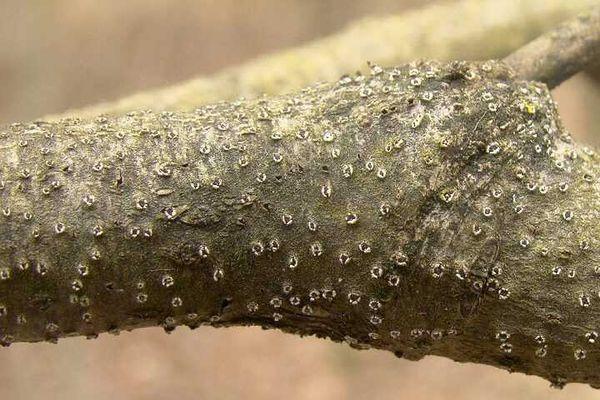 เชื้อราไซโตสโปโรซิส