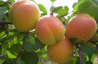 ต้นแอปริคอต