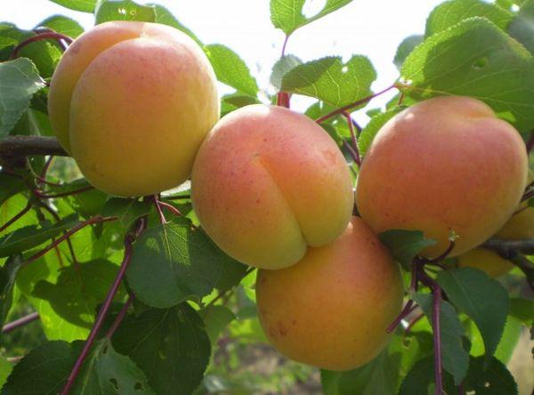 ต้นแอปริคอต