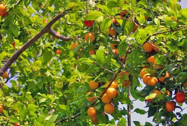 ต้นไม้ผลไม้