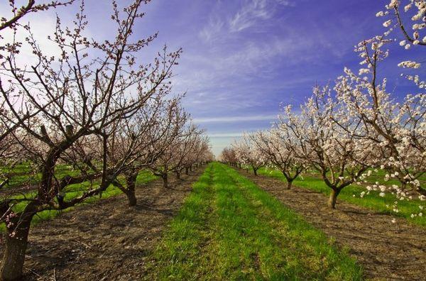 การปลูกแอปริคอต