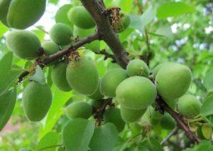 ทำไมแอปริคอตจึงมักผลเขียวและจะป้องกันได้อย่างไร?