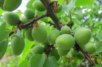 ผลไม้สีเขียว