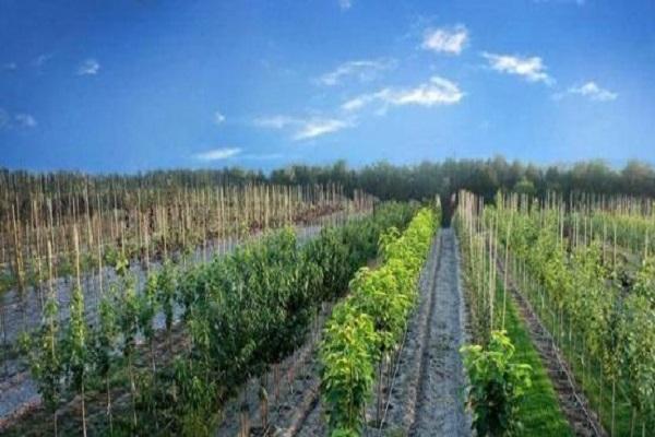 สายรัดต้นไม้