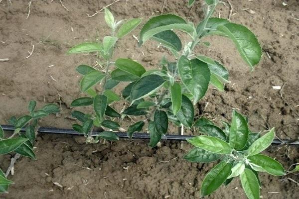 การได้รับกิ่งพันธุ์