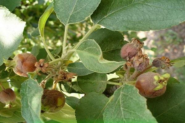 โรคต้นไม้