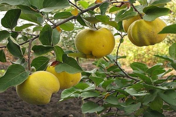 กิ่งที่มีผล