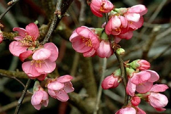 พิงค์เลดี้