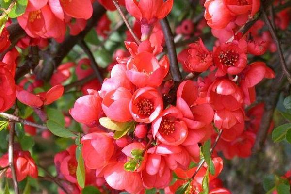 ดอกรูบรา