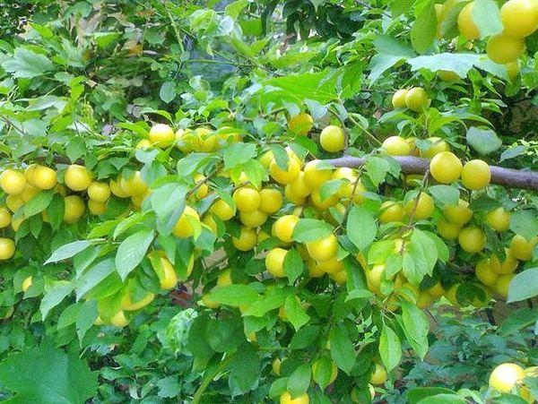 การออกผลมารา