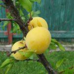 มาร่าไฮบริด