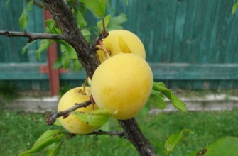 มาร่าไฮบริด