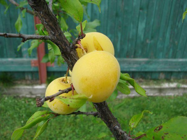 มาร่าไฮบริด