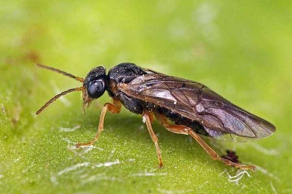 แมลงหวี่เลื่อย