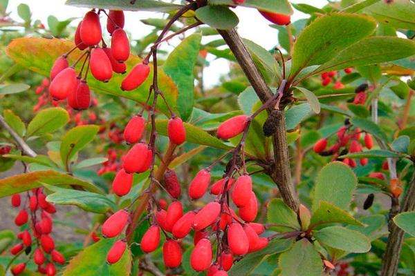 épine-vinette prête