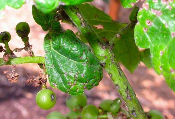 องุ่นเสีย