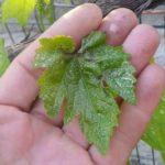 ใบองุ่น