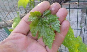 สาเหตุและการรักษาโรคแอนแทรคโนสในองุ่น วิธีรักษาและต่อสู้กับโรคนี้