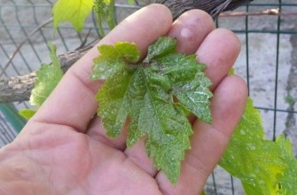 ใบองุ่น