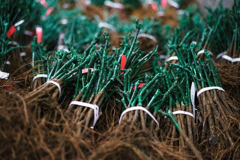 préparation des semis