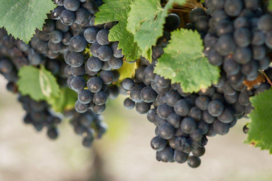 องุ่นเบอร์รี่