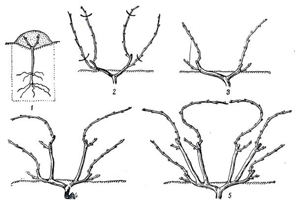 แบบฟอร์มคอร์ดอน
