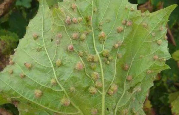 pucerons sur une feuille