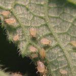 เพลี้ยอ่อนศัตรูพืช