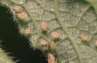 เพลี้ยอ่อนศัตรูพืช