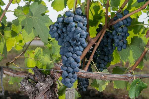 องุ่นมัสกัต