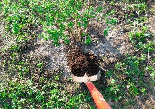 alimentation aux groseilles à maquereau