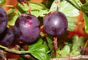 คำอธิบายพันธุ์มะยมไร้หนาม 11 สายพันธุ์ที่ดีที่สุด การปลูกและการดูแลรักษา