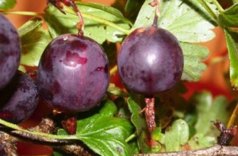 กัปตันภาคเหนือ