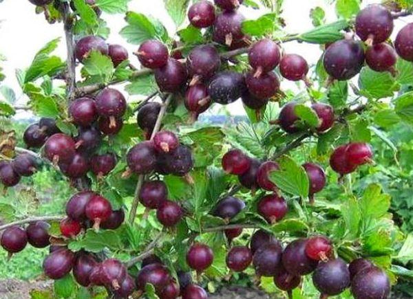 Groseille à maquereau sans épines