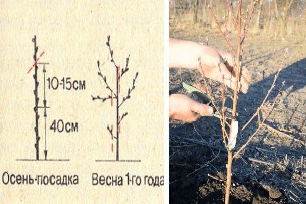 ปีแรกของการตัดแต่งกิ่ง