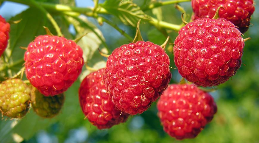 variété de framboise