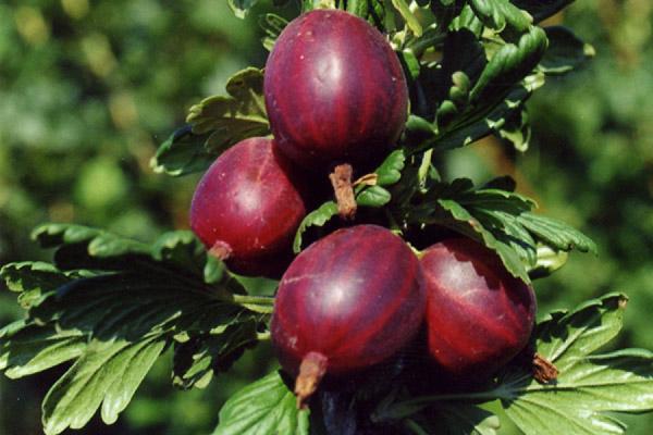 แบล็กเบอร์รี่