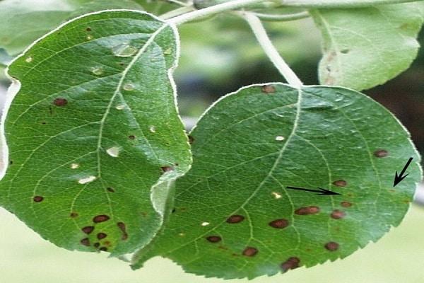 Causes et traitement des maladies des cerises, méthodes de lutte antiparasitaire