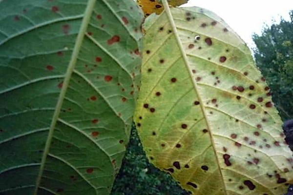 taches noires sur les feuilles