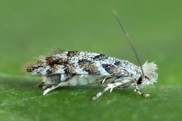 มอดบนเฮเซลนัท