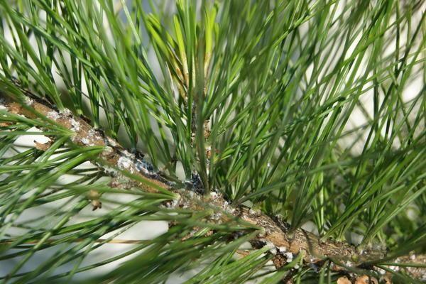 กิ่งซีดาร์