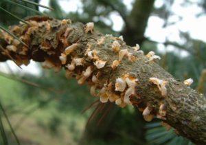 คำอธิบายศัตรูพืชและโรคหลักของต้นซีดาร์ มาตรการควบคุมที่ดีที่สุด