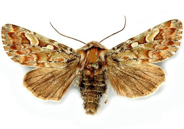 หนอนไหมสน: