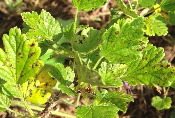 โมเสกบนใบไม้