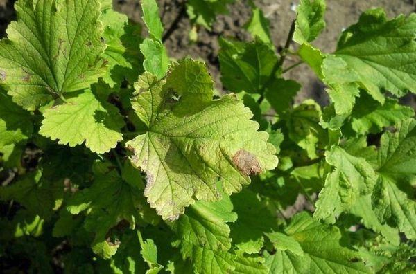 โรคแอนแทรคโนสบนใบ