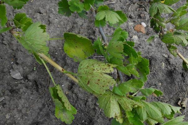 โรคใบไหม้จากเชื้อรา Ascochyta