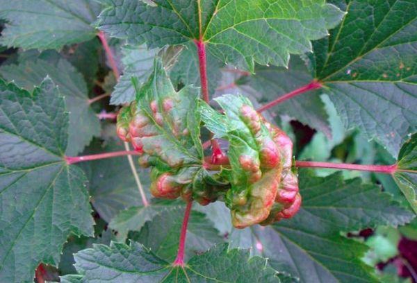 สนิมถ้วย